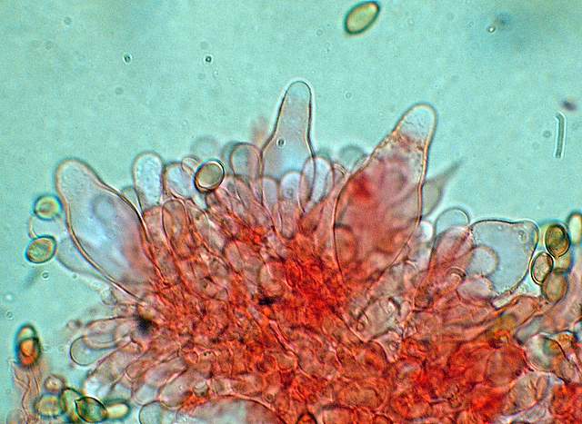 Agrocybe sororia s.l.